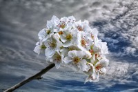 /album/fotogaleria-fotografia-macro/img-5211-640x480-jpg/